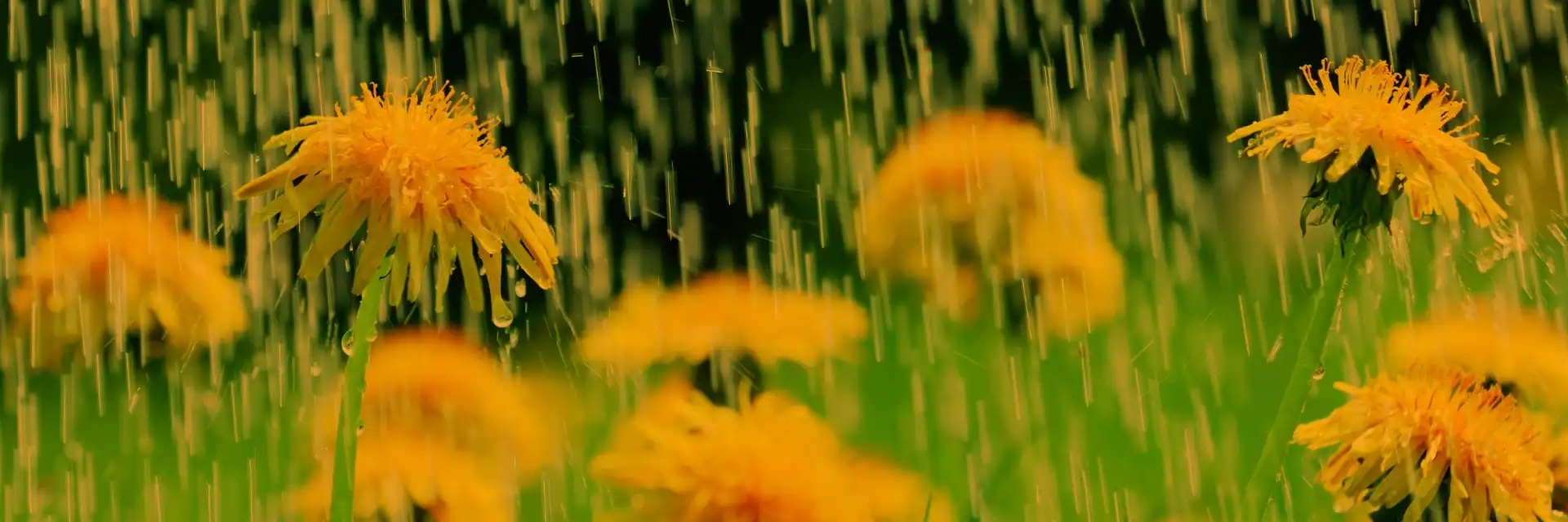 Attune Hearing summer rain brand image