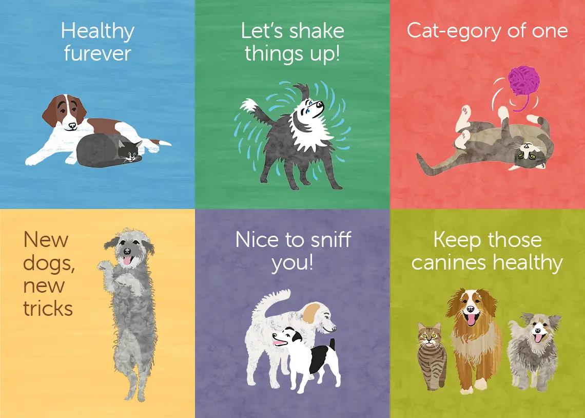 Hey Bud Vet illustration style for web and social media