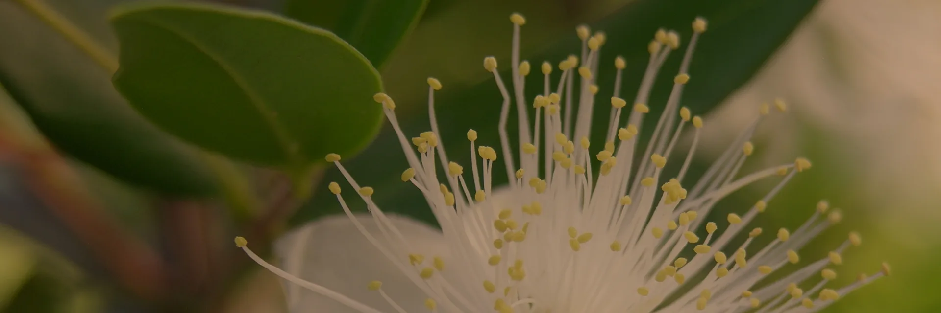 Myrtle & Blossom myrtle flower